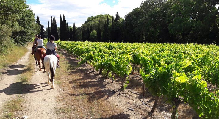 Balade à cheval dans le vignoble du Domaine de Massereau