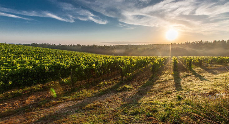 Coucher de soleil sur les vignobles du Domaine de Massereau