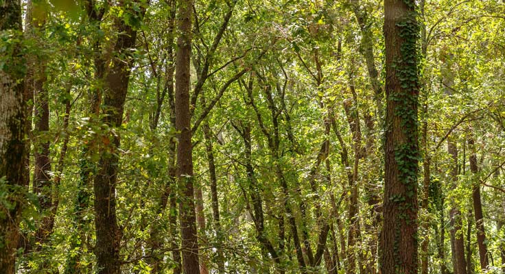 Balade à vélo en forêt dans les Cévennes