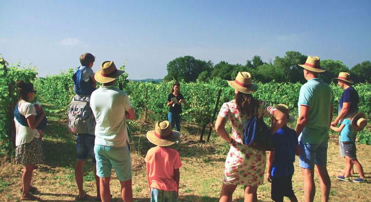 Visite guidée des vignobles du Domaine de Massereau dans le Gard