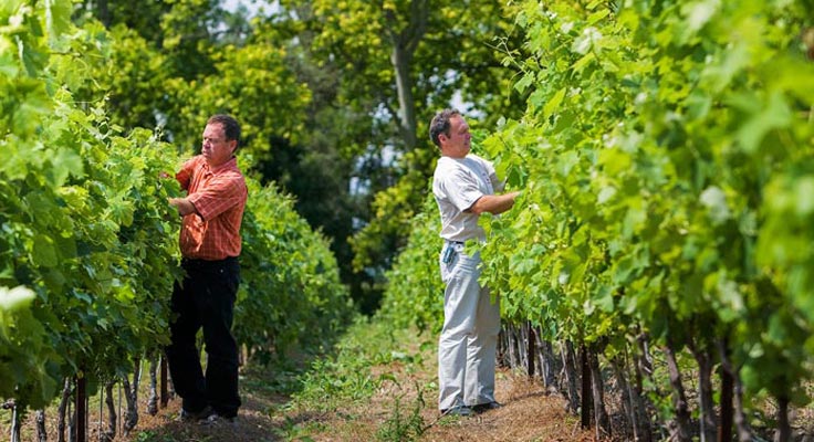 Visite des vignobles et découverte de l'œnologie au Domaine de Massereau